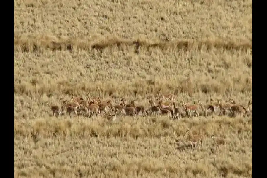 Imagen Reserva De Vicuñas Pumawasi - Imagen 4