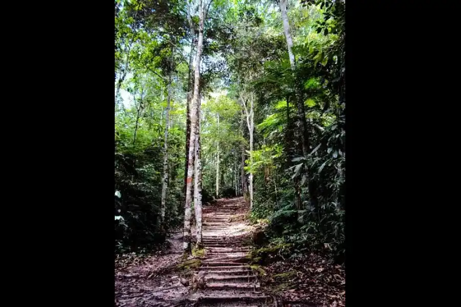 Imagen Centro Academico De Investigaciòn Y Ecoturistico - Biodiversidad De La Unsm - Imagen 1