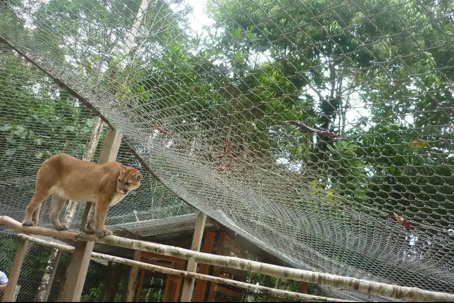 Imagen Centro Academico De Investigaciòn Y Ecoturistico - Biodiversidad De La Unsm - Imagen 5