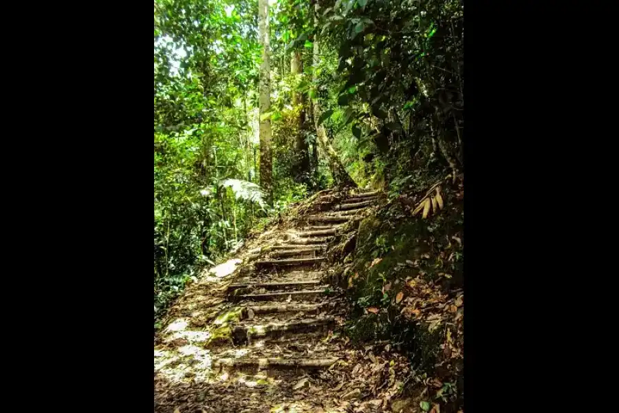 Imagen Centro Academico De Investigaciòn Y Ecoturistico - Biodiversidad De La Unsm - Imagen 7