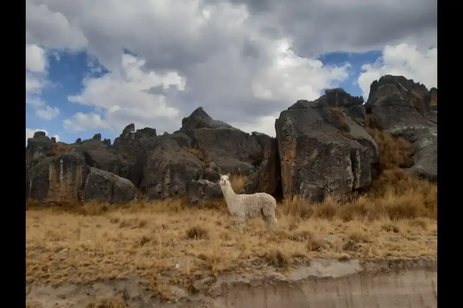 Imagen Santuario Nacional De Huayllay - Imagen 9