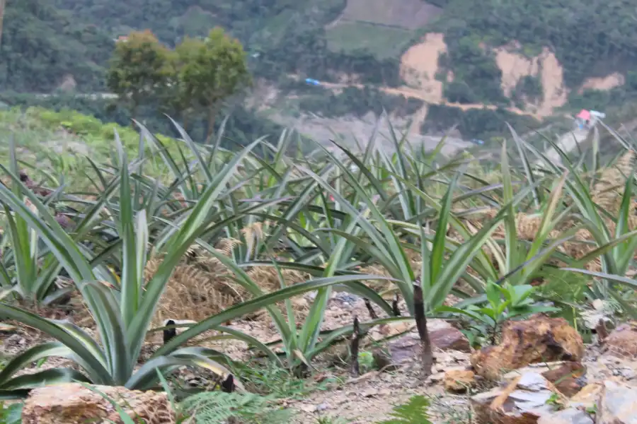 Imagen Finca Cafetalera Piñera Villa Tunqui - Imagen 3