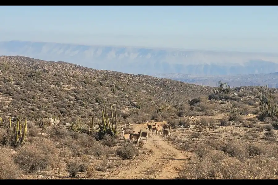 Imagen Zona De Reserva Y Conservación Municipal Los Altos De Caravelí - Imagen 1