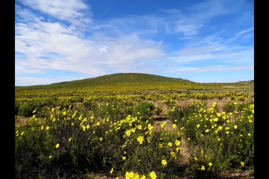 Imagen Zona De Reserva Y Conservación Municipal Los Altos De Caravelí - Imagen 10