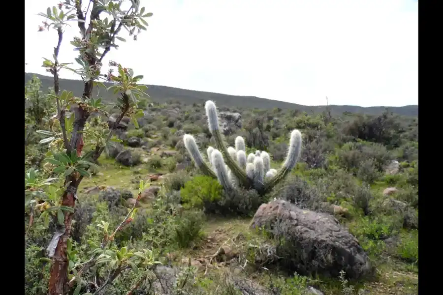 Imagen Zona De Reserva Y Conservación Municipal Los Altos De Caravelí - Imagen 19