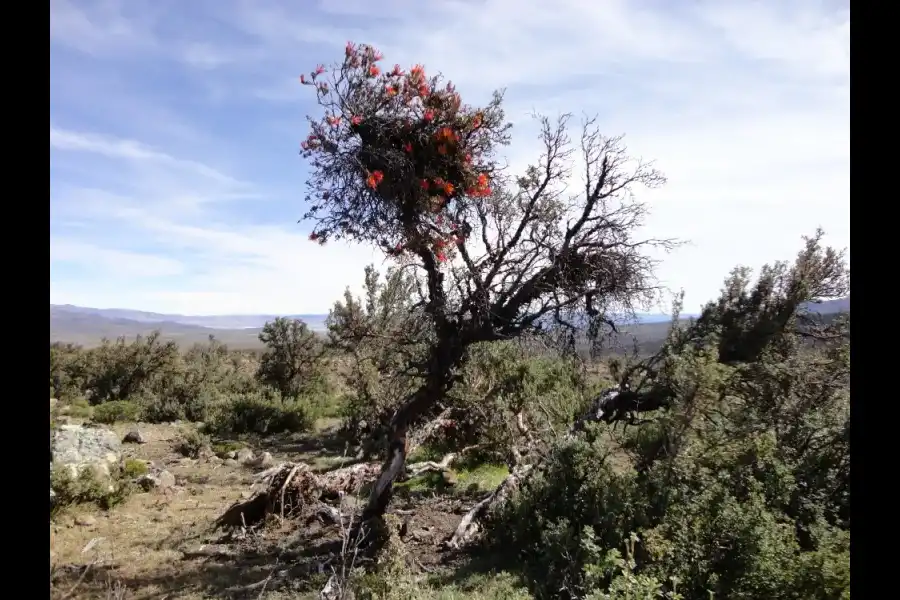 Imagen Zona De Reserva Y Conservación Municipal Los Altos De Caravelí - Imagen 3