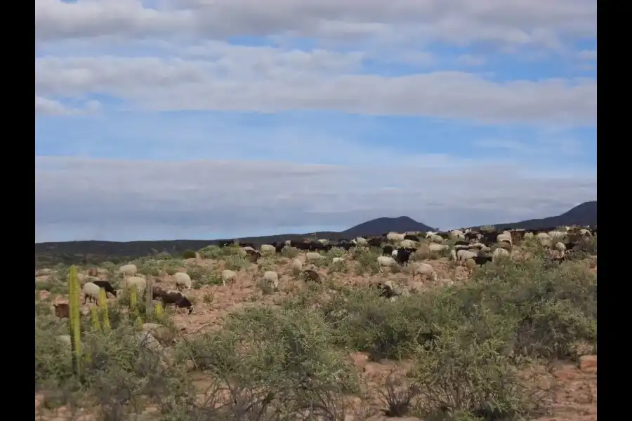 Imagen Zona De Reserva Y Conservación Municipal Los Altos De Caravelí - Imagen 6