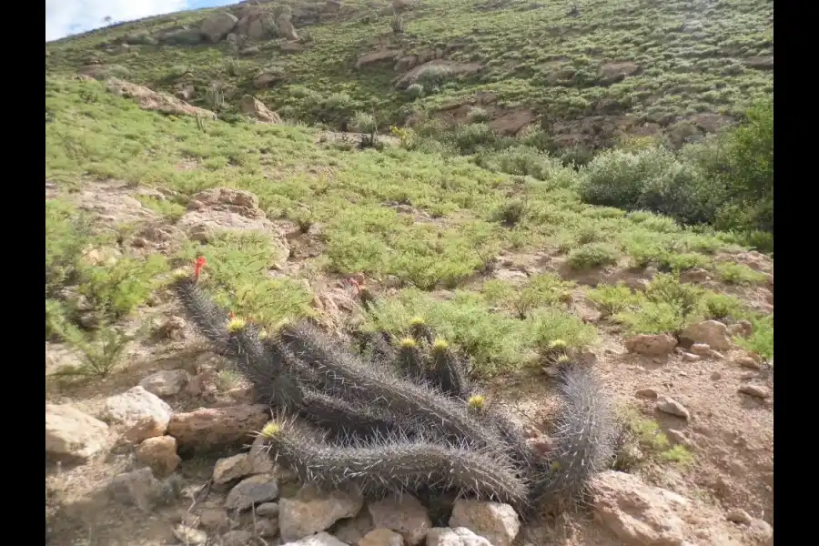 Imagen Zona De Reserva Y Conservación Municipal Los Altos De Caravelí - Imagen 7