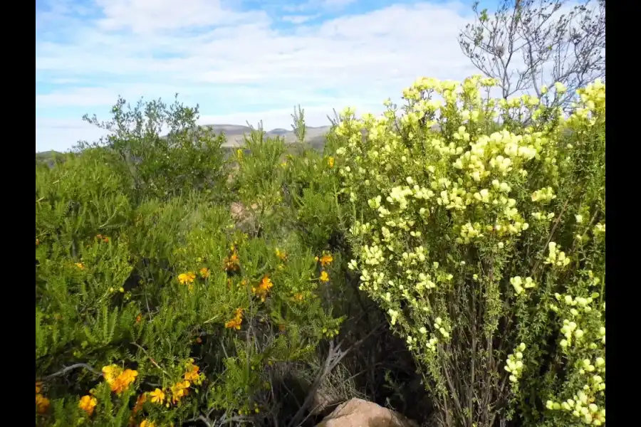 Imagen Zona De Reserva Y Conservación Municipal Los Altos De Caravelí - Imagen 8