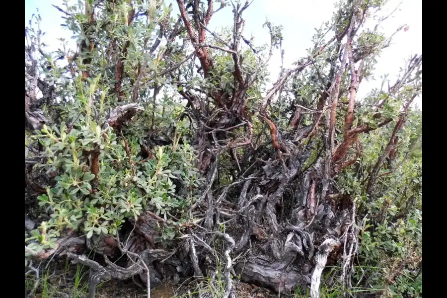 Imagen Zona De Reserva Y Conservación Municipal Los Altos De Caravelí - Imagen 9