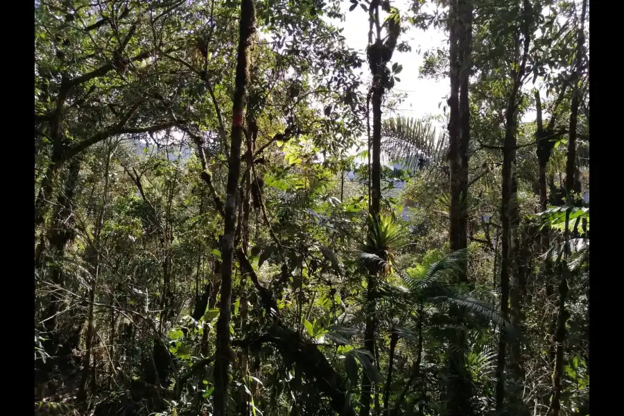 Imagen Bosque De Conservación Comunal De Villa Sol - Imagen 8