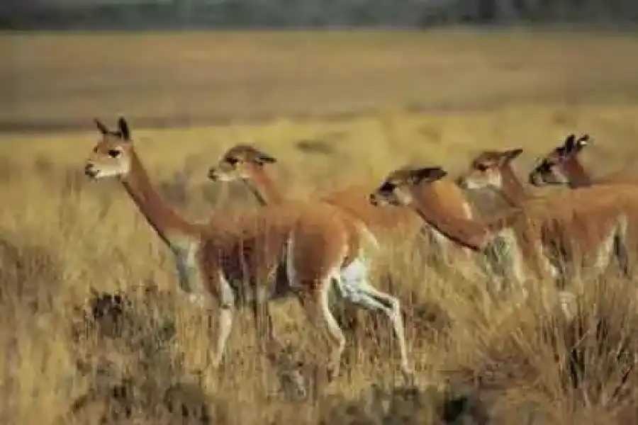 Imagen Reserva Nacional Pampa Galeras - Imagen 2