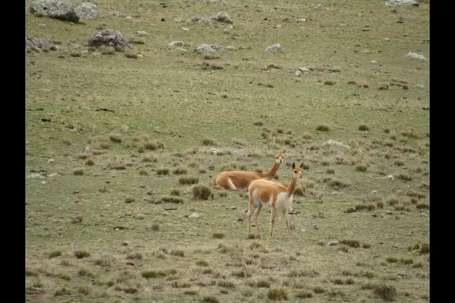 Imagen Reserva Nacional Pampa Galeras - Imagen 3