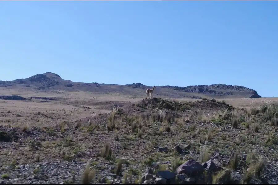 Imagen Reserva Nacional Pampa Galeras - Imagen 4