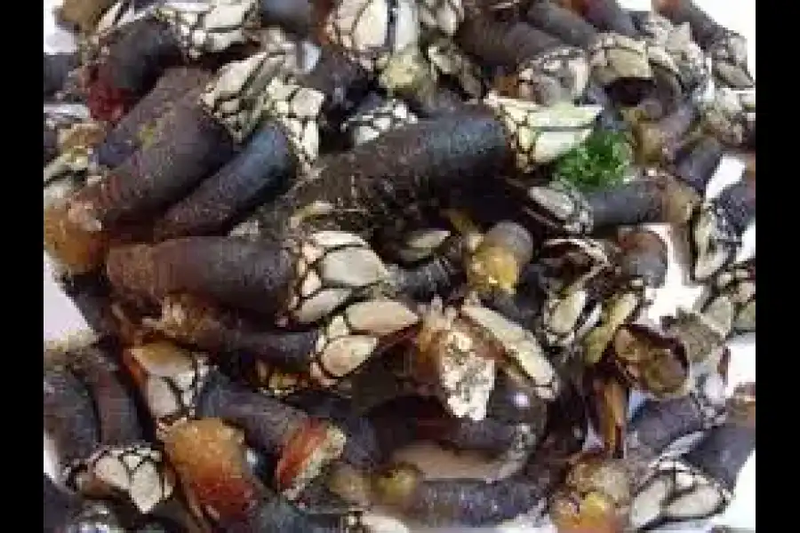 Imagen Ceviche De Percebes - Imagen 1