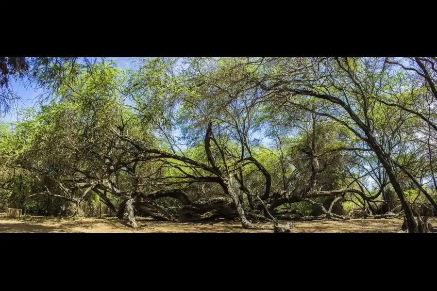 Imagen Santuario Histórico Bosque De Pómac - Imagen 10