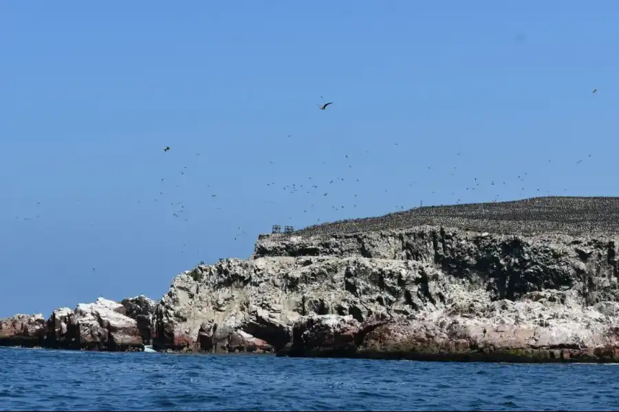 Imagen Islas Ballestas - Rnsiipg - Imagen 4