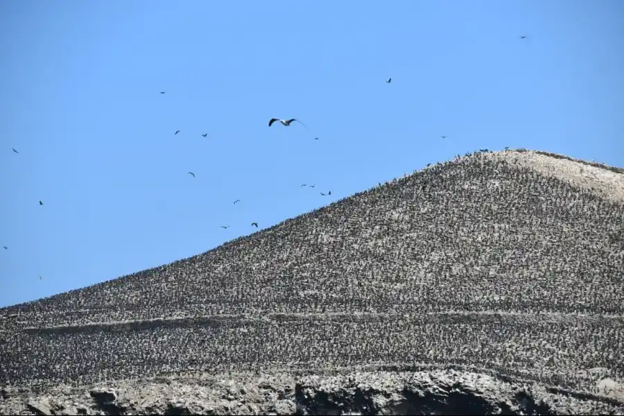 Imagen Islas Ballestas - Rnsiipg - Imagen 8