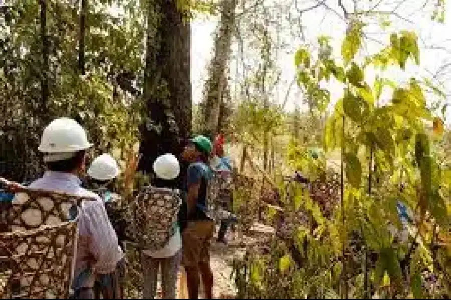 Imagen Parque Temático De La Castaña - Castaña Amazon Park - Imagen 3