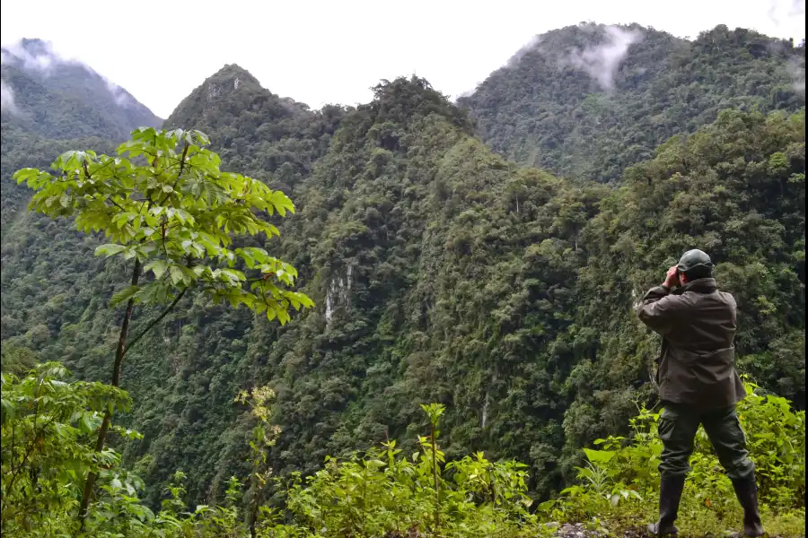 Imagen Parque Nacional Yanachaga Chemillén  - Zona Huampal - Imagen 1