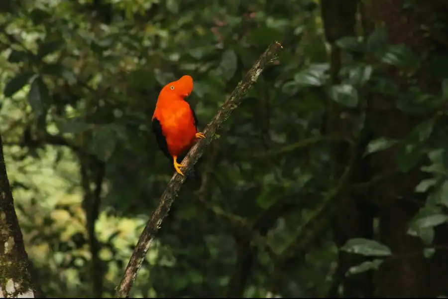 Imagen Parque Nacional Yanachaga Chemillén  - Zona Huampal - Imagen 4