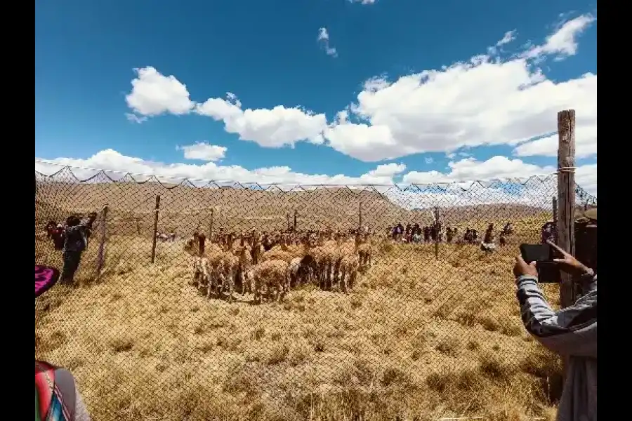 Imagen Festival Ecoturistico Chaku De Vicuñas Tahuapalcca - Imagen 1