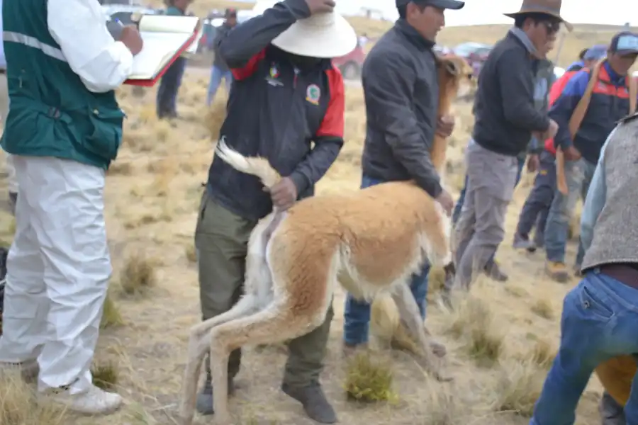 Imagen Festival Ecoturistico Chaku De Vicuñas Tahuapalcca - Imagen 3