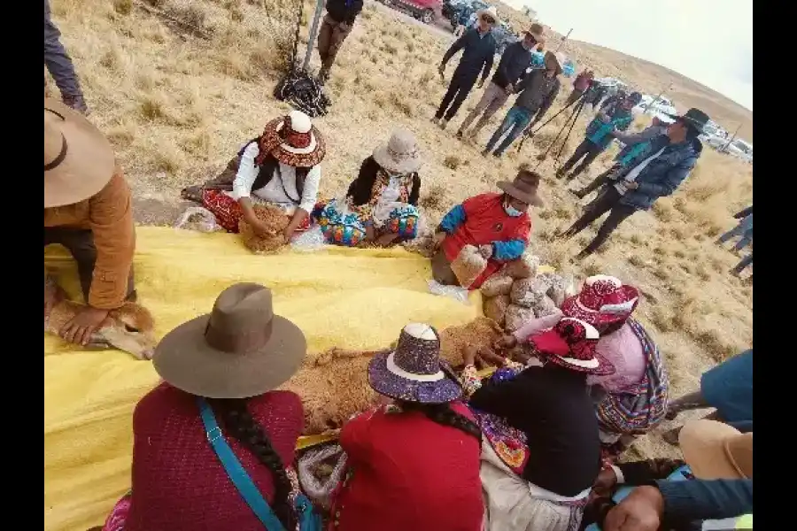 Imagen Festival Ecoturistico Chaku De Vicuñas Tahuapalcca - Imagen 4