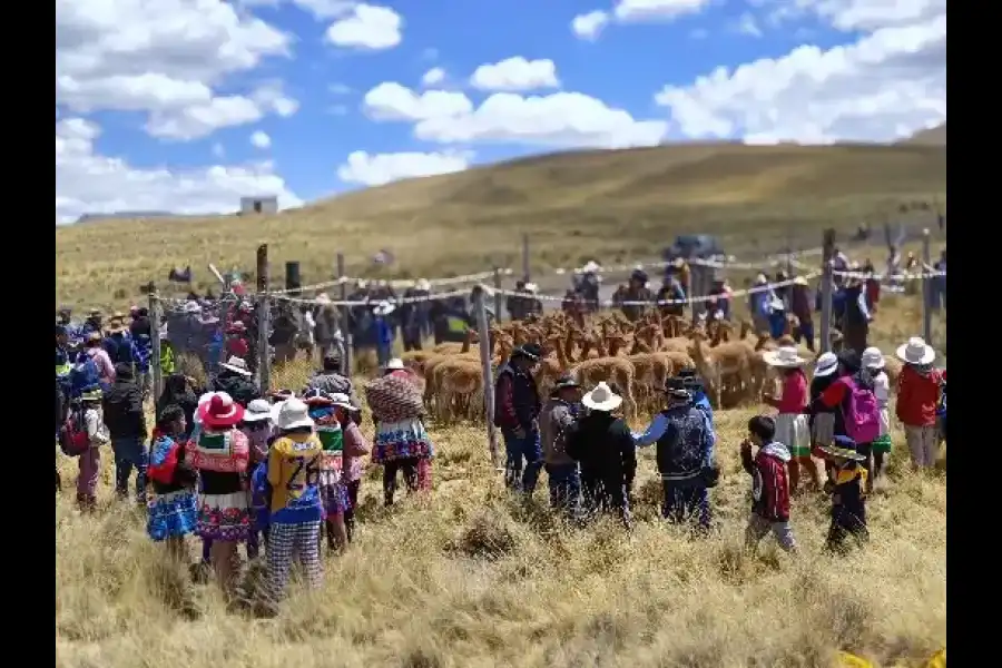 Imagen Festival Ecoturistico Chaku De Vicuñas Tahuapalcca - Imagen 7