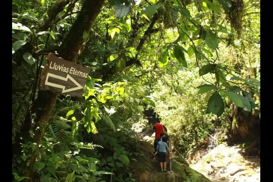 Imagen Área De Conservación Privada Lluvias Eternas De  Pozuzo - Imagen 4