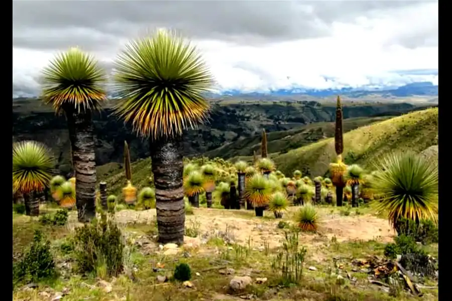 Imagen Bosque De Puyas De Bellavista - Imagen 1