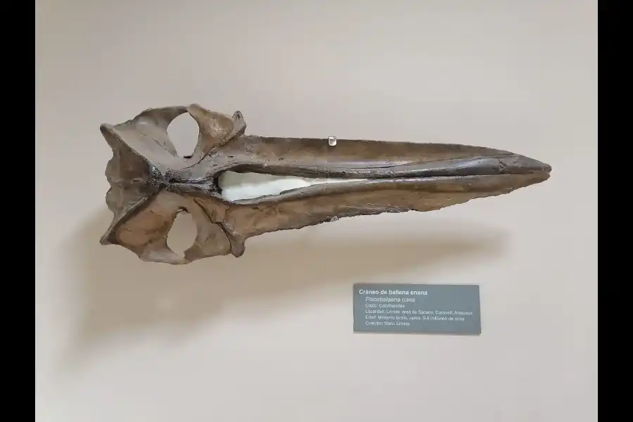 Imagen Museo Paleontologico De Sacaco - Imagen 7