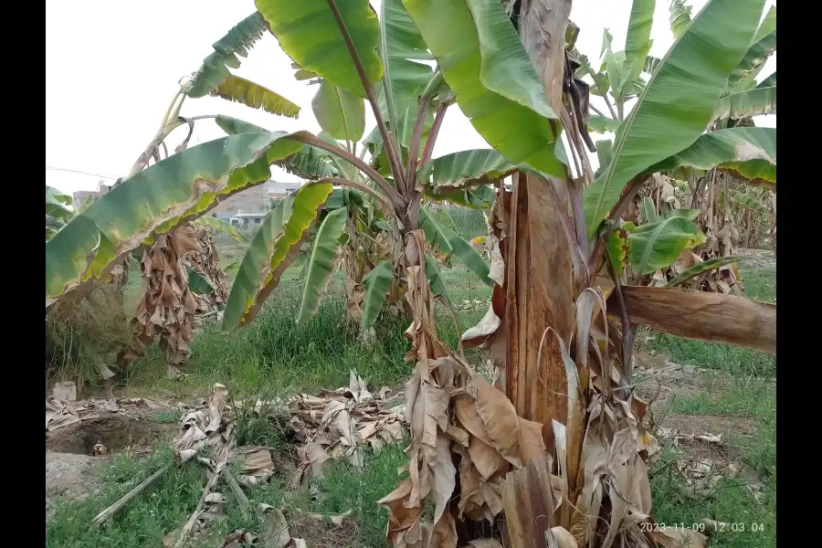 Imagen Nectar De Platano De La Isla Maleño - Imagen 3