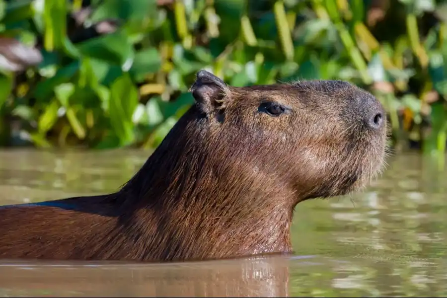 Imagen Concesión Para Conservación Tingana - Imagen 13