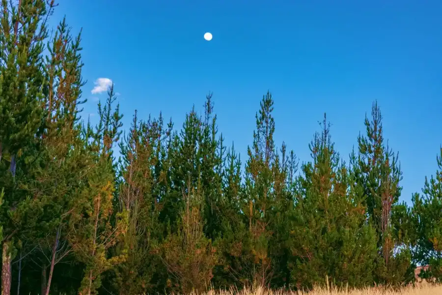 Imagen Bosque De Pinos De Torrepampa - Imagen 1