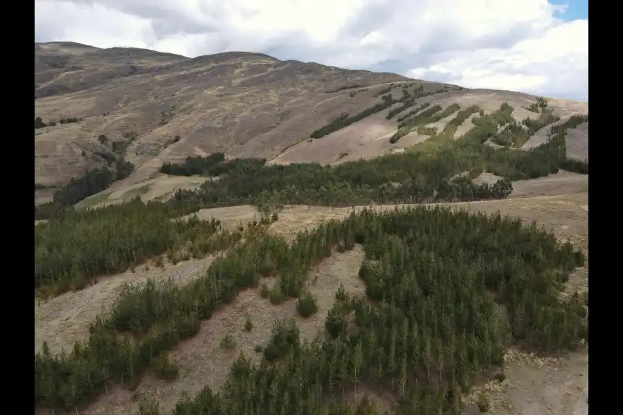 Imagen Bosque De Pinos De Torrepampa - Imagen 13