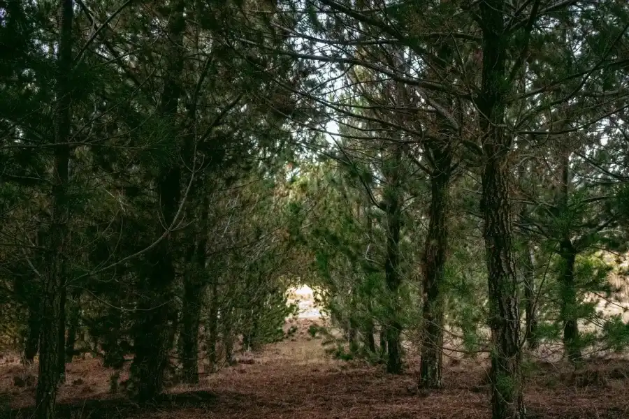 Imagen Bosque De Pinos De Torrepampa - Imagen 3