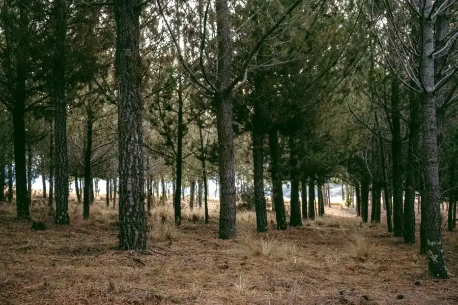 Imagen Bosque De Pinos De Torrepampa - Imagen 4