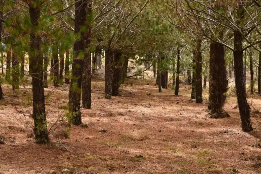 Imagen Bosque De Pinos De Torrepampa - Imagen 5