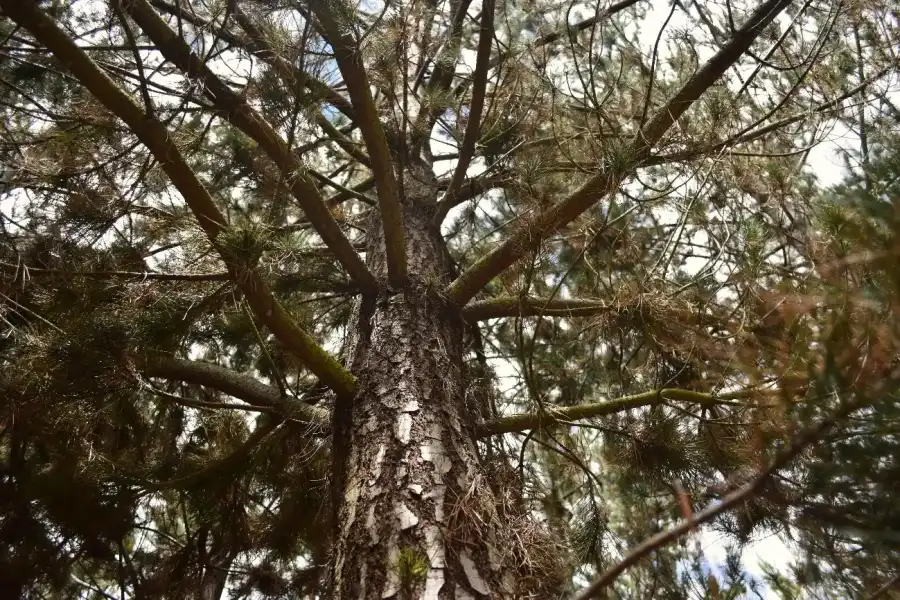 Imagen Bosque De Pinos De Torrepampa - Imagen 7