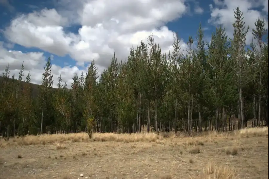 Imagen Bosque De Pinos De Torrepampa - Imagen 8