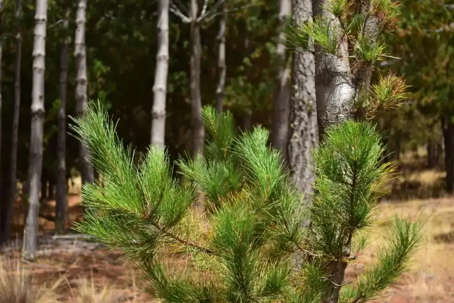 Imagen Bosque De Pinos De Torrepampa - Imagen 9