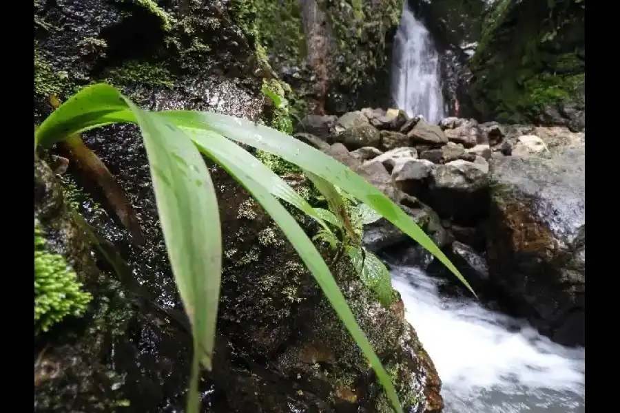 Imagen Cascadas Aguas Calientes - Imagen 3