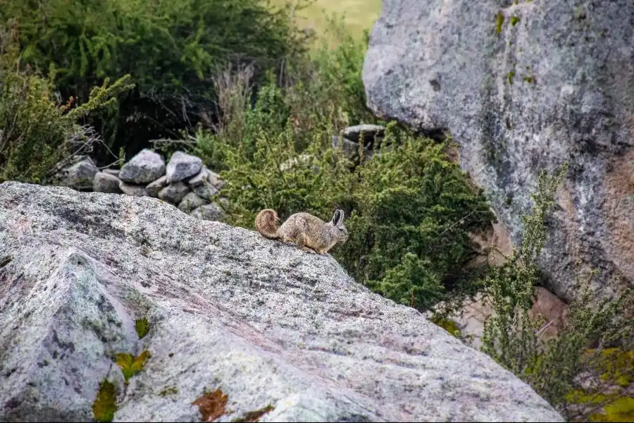 Imagen Cerro Gorila O Chuy Wala - Imagen 12