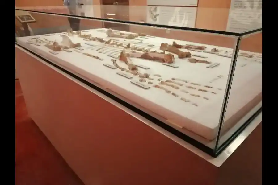 Imagen Museo Paleontológico De Huacrapuquio - Imagen 4