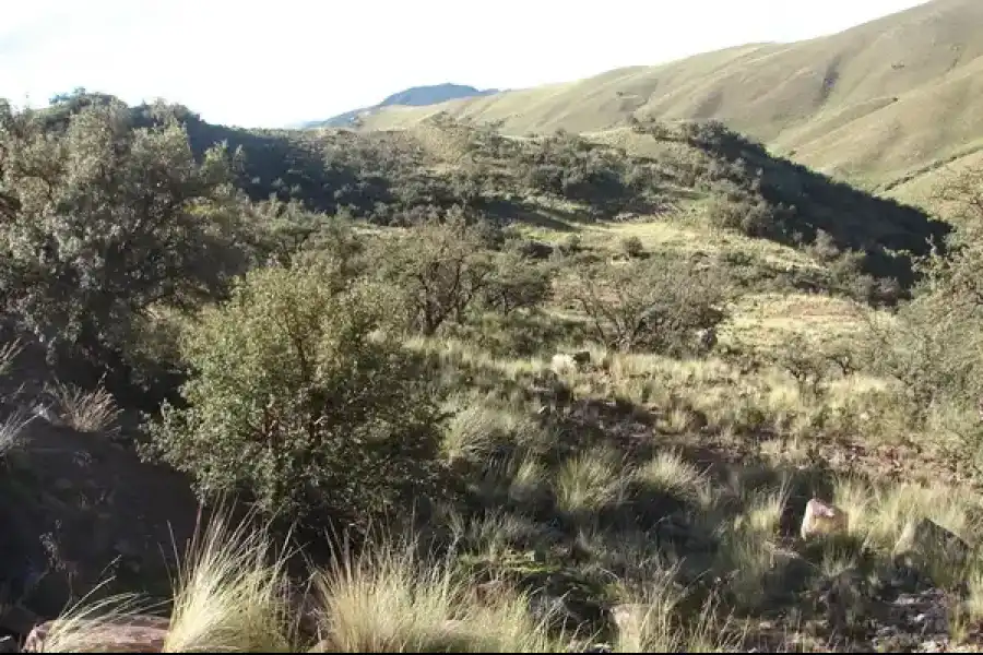 Imagen Bosque De Queñuas De Cara Cara - Imagen 1