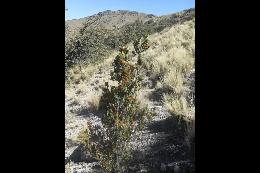 Imagen Bosque De Queñuas De Cara Cara - Imagen 5