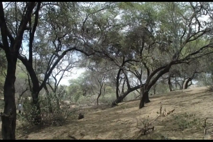 Imagen Bosque Piedra Del Toro - Imagen 4