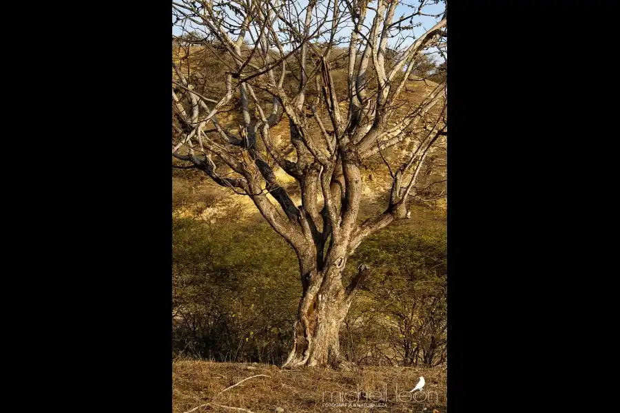 Imagen Area De Conservación Privada Bosque Seco Amotape - Imagen 10