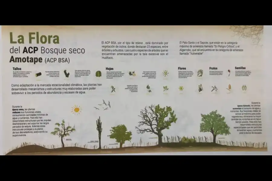 Imagen Area De Conservación Privada Bosque Seco Amotape - Imagen 3